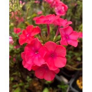 宿根フロックス 花の苗 の商品一覧 苗 花 ガーデニング 通販 Yahoo ショッピング