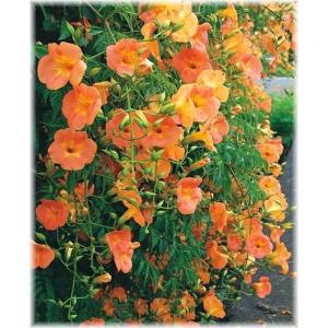 ノウゼンカズラ　6号プラ鉢　1本（入荷予定：4月中旬頃）