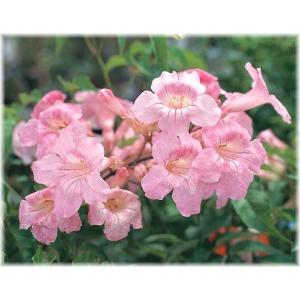 鉢植えノウゼンカズラの商品一覧 通販 Yahoo ショッピング