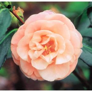 E フラワー 在庫おすすめ 秋 ツバキ Yahoo ショッピング