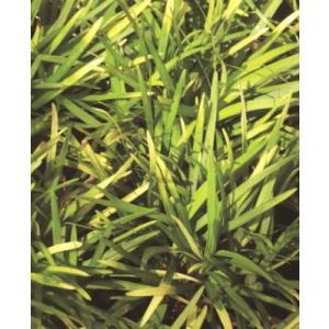 玉竜 花の苗 の商品一覧 苗 花 ガーデニング 通販 Yahoo ショッピング