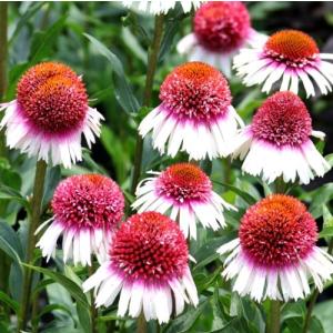 エキナセア 苗の商品一覧 通販 Yahoo ショッピング