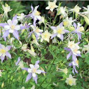 ブルースター 花 苗 花 ガーデニング の商品一覧 通販 Yahoo ショッピング