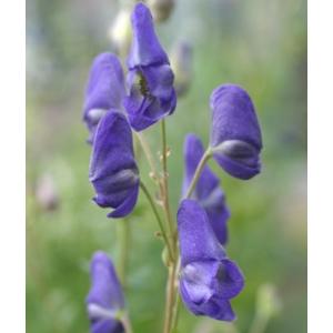 トリカブト の 花 苗 の商品一覧 花 ガーデニング 通販 Yahoo ショッピング