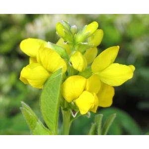 ルピナス 苗の商品一覧 通販 Yahoo ショッピング