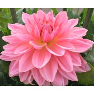 ピンクの球根の花 花 ガーデニング の商品一覧 通販 Yahoo ショッピング