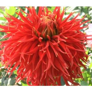 ダリア 球根の商品一覧 通販 Yahoo ショッピング