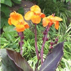 カンナ 花の商品一覧 通販 Yahoo ショッピング