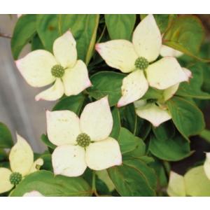 ヤマボウシ 苗 落葉樹の植木 庭木 の商品一覧 苗木 植木 花 ガーデニング 通販 Yahoo ショッピング
