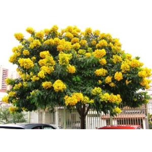 センナ 花 ガーデニング の商品一覧 通販 Yahoo ショッピング