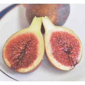 フルーツ 果実の苗 果樹種類 いちじく 苗 花 ガーデニング 通販 Yahoo ショッピング