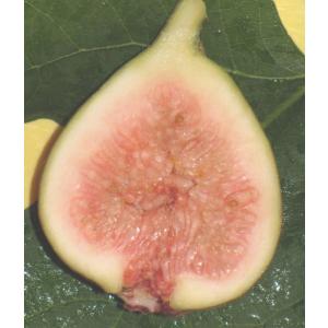 フルーツ 果実の苗 果樹種類 いちじく 苗 花 ガーデニング 通販 Yahoo ショッピング