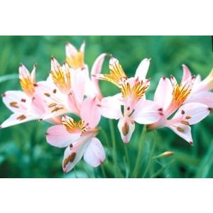 花の球根 ランキングtop36 人気売れ筋ランキング Yahoo ショッピング