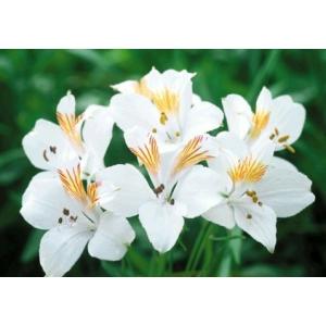 花の球根 ランキングtop36 人気売れ筋ランキング Yahoo ショッピング