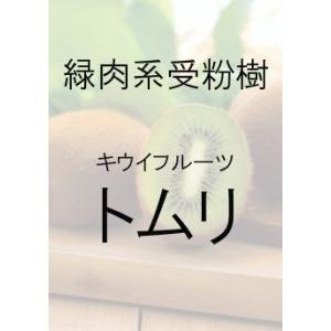 キウイフルーツ　トリム　緑肉系用オス木　接木苗　１本（当店販売価格2200円のところ、850円にて）