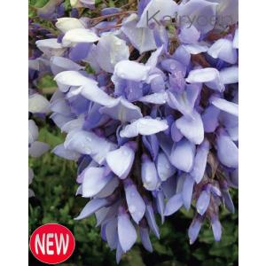 フジ　ブルーストリーム　6号ポット植え　高さ50cm内外　1株