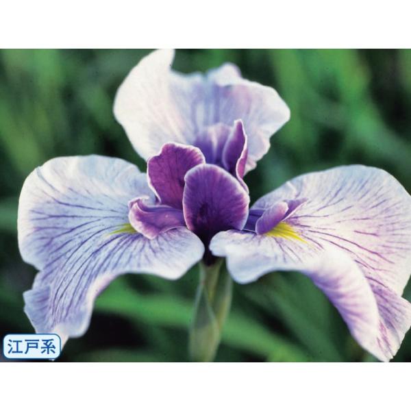 花菖蒲　万里の響　ポット苗　1株（入荷予定：2024年2月頃）