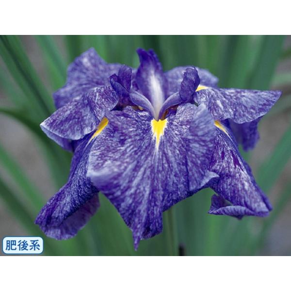 花菖蒲　元禄　ポット苗　1株（入荷予定：2024年2月頃）