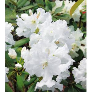 シャクナゲ　ヒラノシロ　さし木2年生3.5号　1本（入荷予定：2024年2月頃）｜e-flower