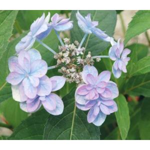 紫陽花 銀河の商品一覧 通販 Yahoo ショッピング