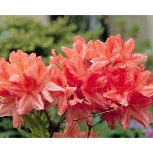 レンゲツツジの商品一覧 通販 Yahoo ショッピング