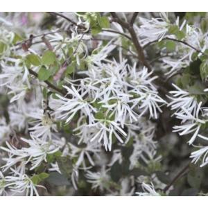 トキワマンサク 白の商品一覧 通販 Yahoo ショッピング