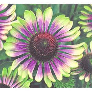 エキナセア 苗の商品一覧 通販 Yahoo ショッピング