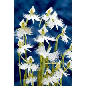 サギソウ 球根の商品一覧 通販 Yahoo ショッピング