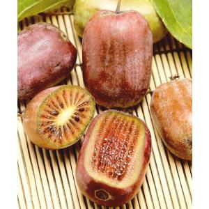 ミニキウイフルーツ　紫香　接木苗　1本（入荷予定：2021年11月頃）