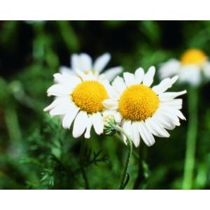 ローマンカモミール 苗の商品一覧 通販 Yahoo ショッピング