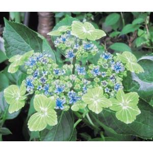 ガクアジサイの商品一覧 通販 Yahoo ショッピング