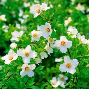 バイカウツギの商品一覧 通販 Yahoo ショッピング