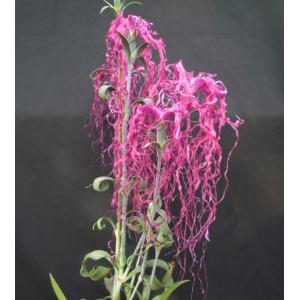 四季咲きナデシコ 花はな 花の苗 の商品一覧 苗 花 ガーデニング 通販 Yahoo ショッピング