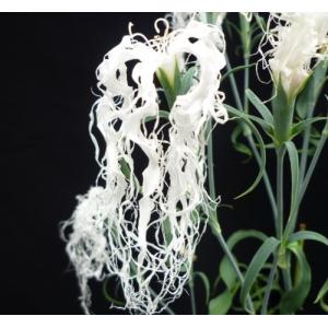 四季咲きナデシコ 花はな 花の苗 の商品一覧 苗 花 ガーデニング 通販 Yahoo ショッピング