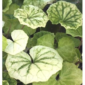 斑入りツワブキの商品一覧 通販 Yahoo ショッピング