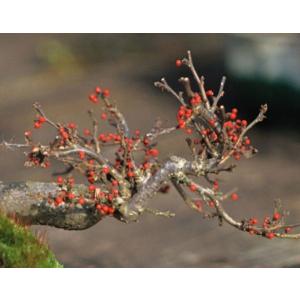胡椒 栽培 苗木 植木 の商品一覧 花 ガーデニング 通販 Yahoo ショッピング