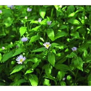 ミヤコワスレ 原種 花の苗 の商品一覧 苗 花 ガーデニング 通販 Yahoo ショッピング