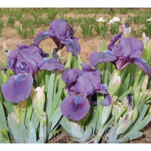ドワーフジャーマンアイリス　紫セルフ　ポット苗　1株（入荷予定：2023年10〜11月頃）｜e-flower