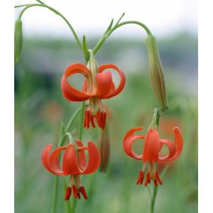 【大特価！！】ノヒメユリ　ポット植え球根　1球（当店販売価格￥2700のところ、￥1300にて）