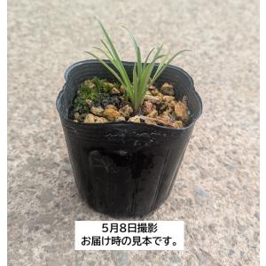 【大特価!!】ノヒメユリ ポット植え球根 1球...の詳細画像1