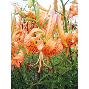 【大特価！！】コオニユリ　球根　1球（当店販売価格￥2100のところ、￥1100にて）