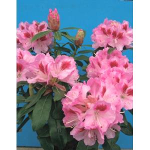 【大特価！！現品限り】シャクナゲ　あけぼの　5号プラ鉢仕立　1本（当店販売価格2,800円のところ、950円にて）