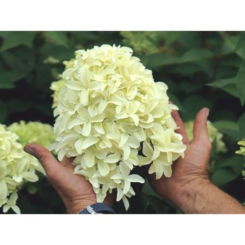 ノリウツギ　スカイライト　大苗　5号　1本