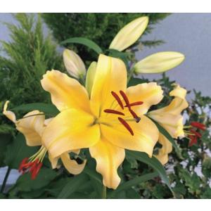 【大特価！！】ユリ　バイネロン　球根　2球（当店販売価格￥1800のところ、￥800にて）