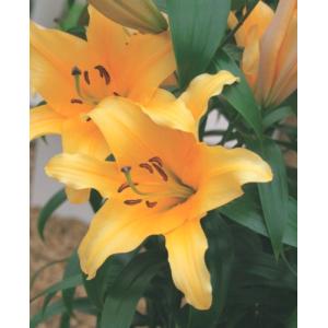 【大特価！！】ユリ　バルベルデ　球根　2球（当店販売価格￥1800のところ、￥800にて）