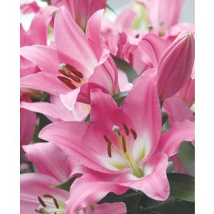 【大特価！！】ユリ　テーブルダンス　球根　2球（当店販売価格￥1800のところ、￥850にて）