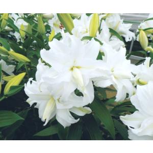 【大特価！！】ユリ　マイウェディング　球根　2球（当店販売価格￥2200のところ、￥900にて）