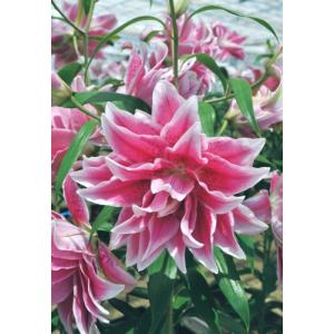 【大特価！！】ユリ　イザベラ　球根　2球（当店販売価格￥2200のところ、￥850にて）