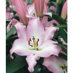 【大特価！！】ユリ　マスター　特大球　外周30cm内外　1球（当店販売価格￥2400のところ、￥900にて）