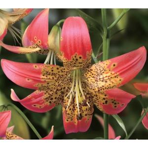 【大特価！！】ユリ　フュージョン　球根　2球